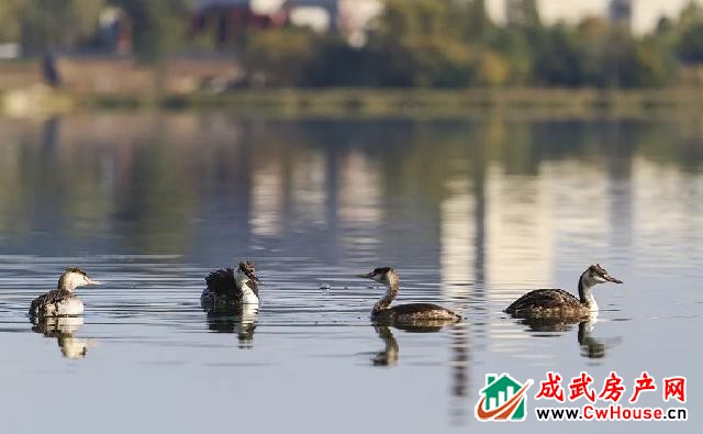 绿城·成武桂语江南丨90%人羡慕的生活，富人们青睐的湖居生活，究竟有多美？